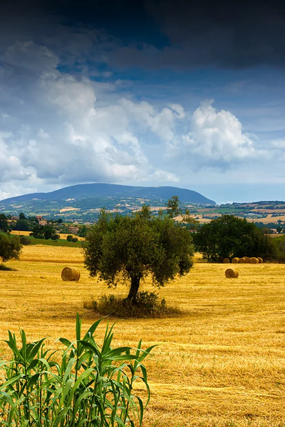La cotteria di Magrì è un'azienda marchigiana leader nella produzione di prosciutti Cotti, Arrosti e Carpacci di Carne